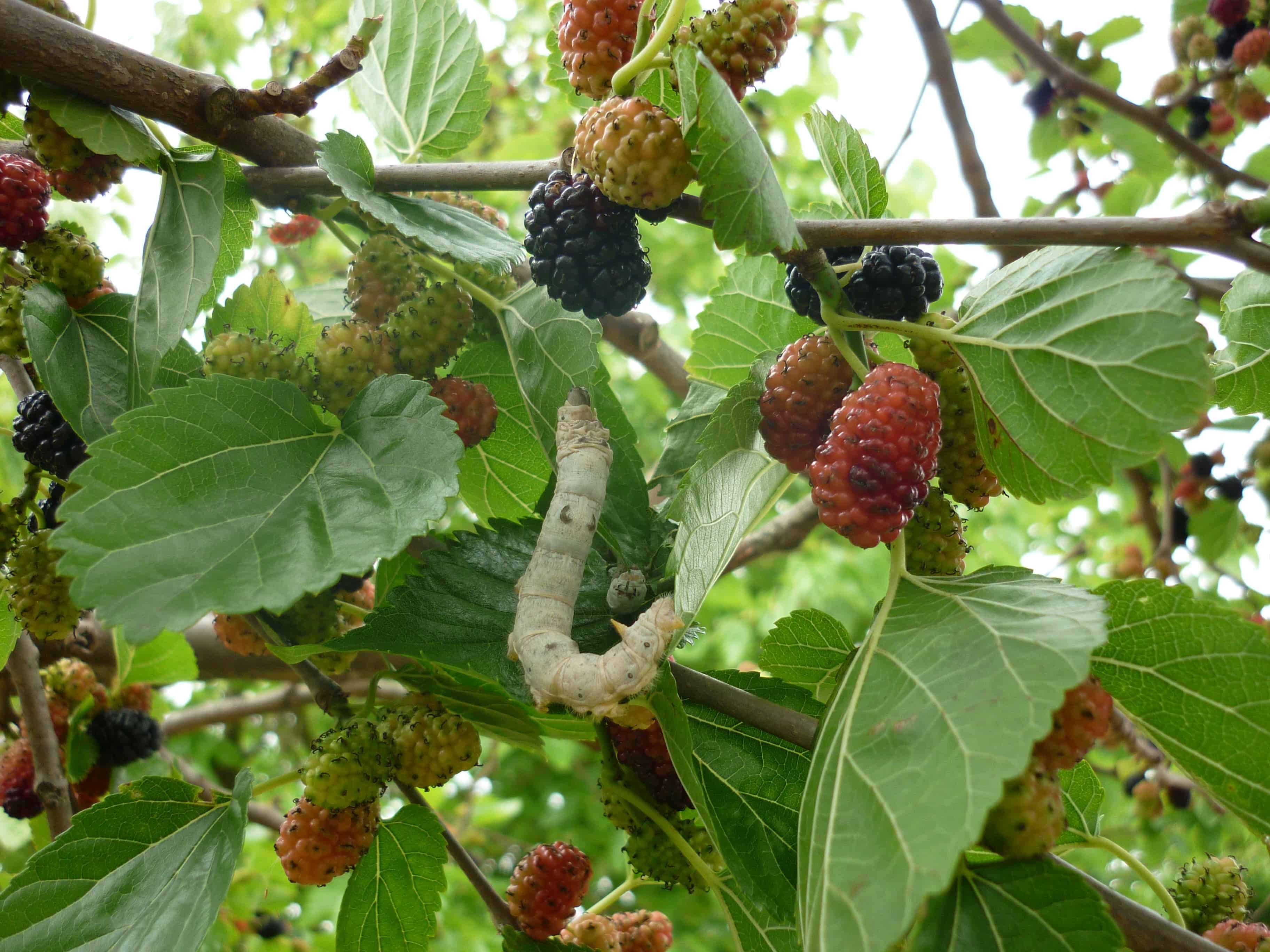 Mulberry_tree