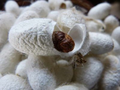 Silkworm caterpillars build cocoons made of a single thread of raw silk up to 3,000 ft. long