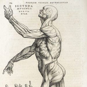 Cover of 'De humani corporis fabrica' by Vesalius, the man who revolutionized our knowledge of the human body De humani corporis fabrica